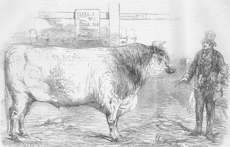 Associate Product COWS. Lieut-Col Towneley’s bull Butterfly, antique print, 1856
