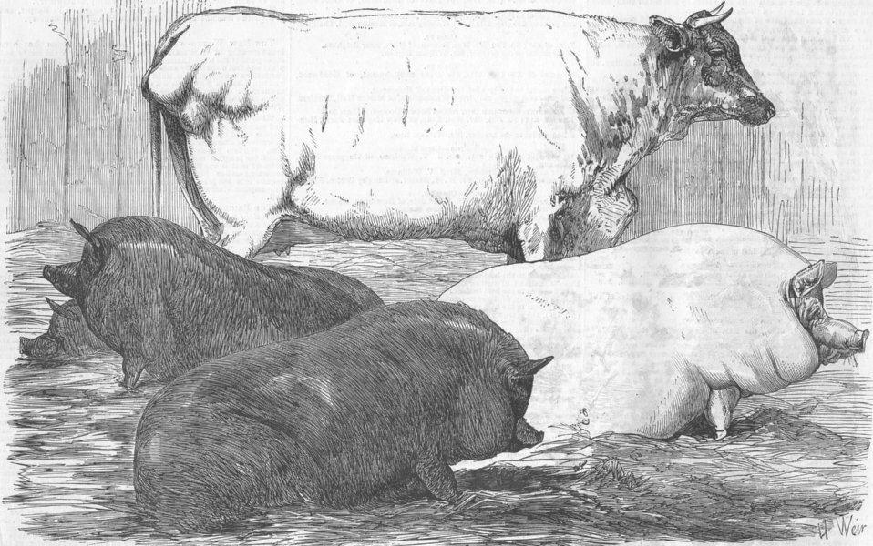 Associate Product ANIMALS. Black pigs; White short-horn cow; pig, antique print, 1854