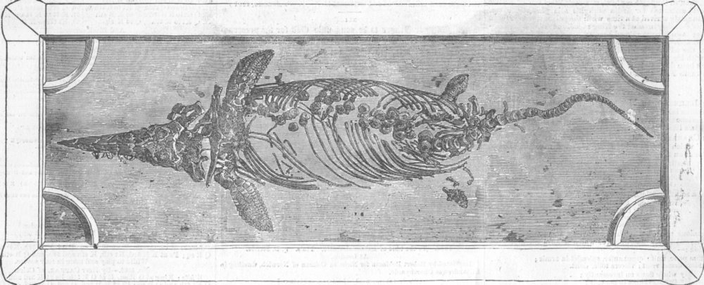 SOMT. Fossil found, Lias Quarries, Glastonbury , antique print, 1856