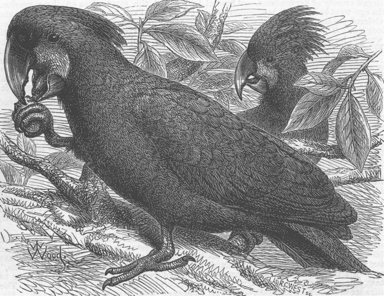 Associate Product ANIMALS. London Zoo. Gt Black Cockatoo of New Guinea, antique print, 1875