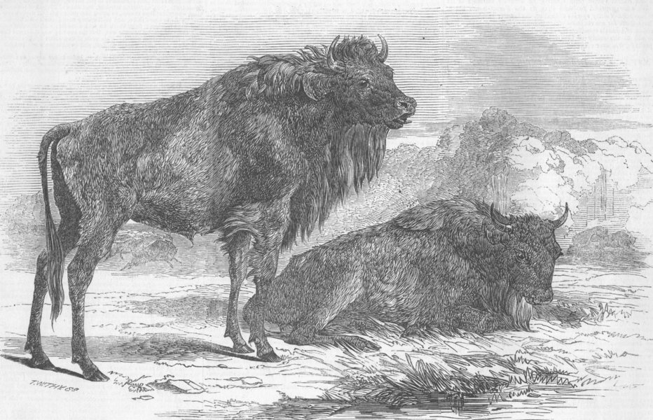 Associate Product LONDON. Zoo. Aurochs given by the Russian Tsar, antique print, 1847