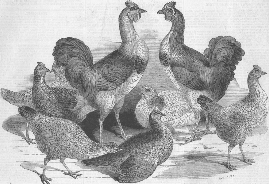 Associate Product VIETNAM. Queen's Cochinchina fowls, antique print, 1843