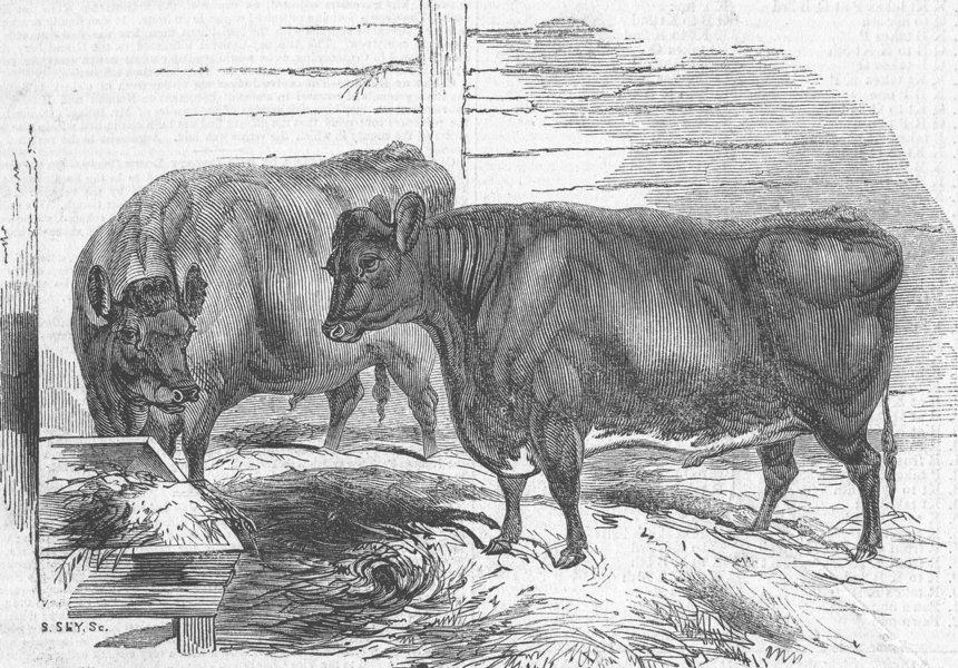 Associate Product SCOTLAND. West highland cattle, antique print, 1843