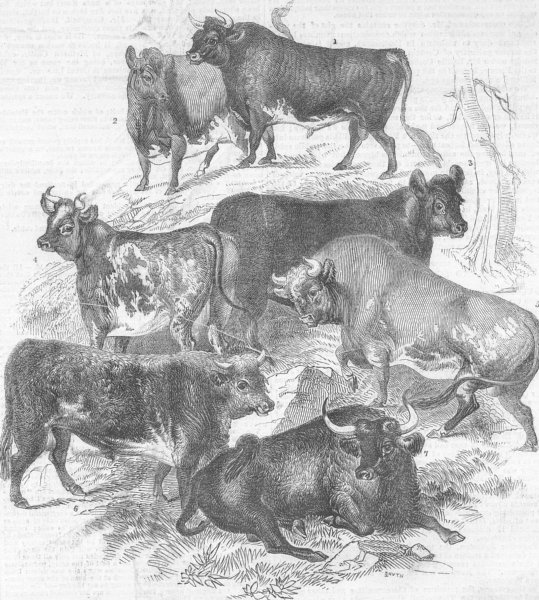 Associate Product SCOTLAND. Prize cattle, exhibited, farm show, Dundee, antique print, 1843