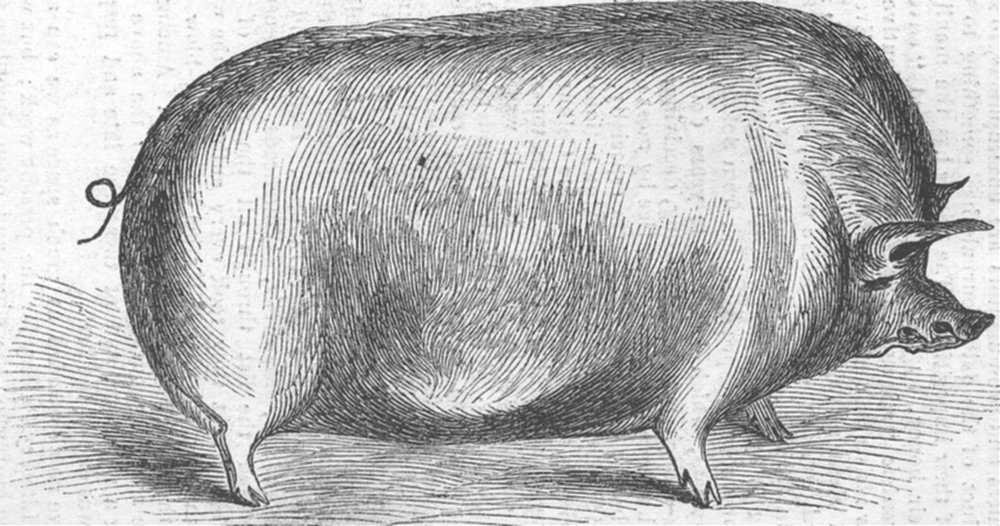 Associate Product PIGS. Mr Cartwright’s boar, antique print, 1843