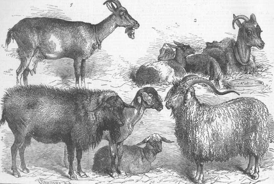 LONDON. Goats exhibited, Alexandra Palace goat show, antique print, 1880