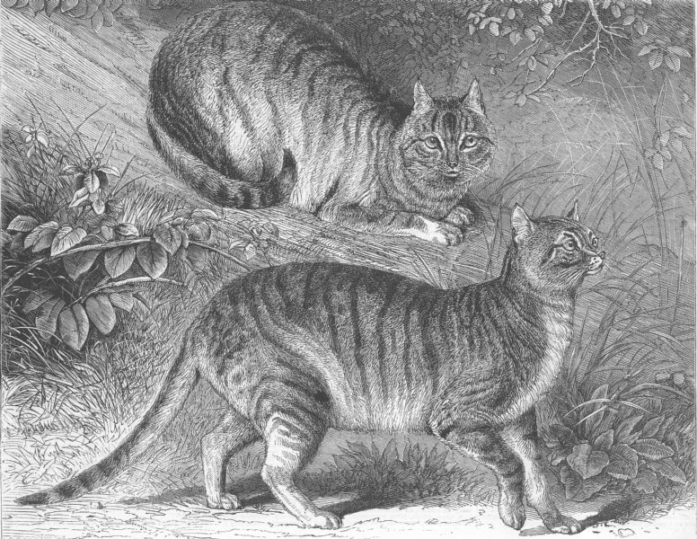Associate Product SYRIA. Syrian cats, London zoo, antique print, 1863
