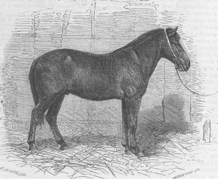 BURMA. Burma. Bob, the Burmese pony, antique print, 1864