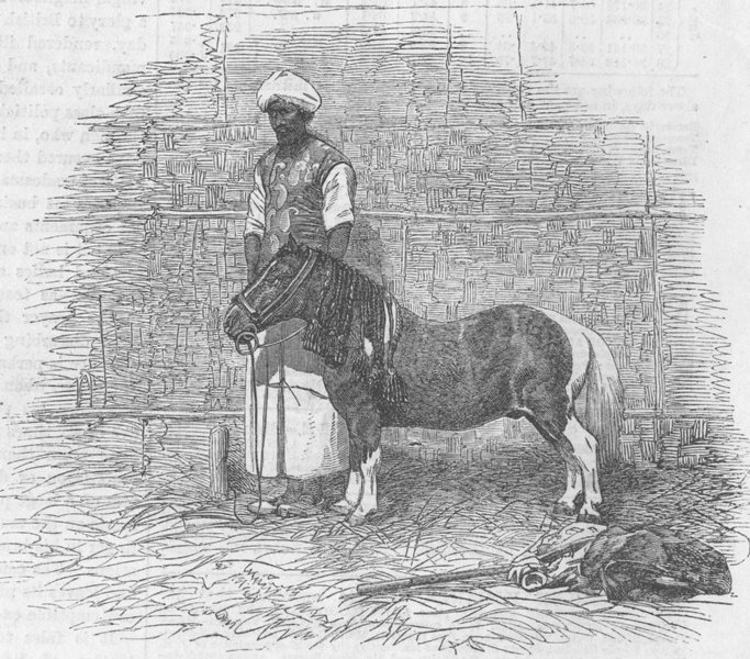 Associate Product HORSES. Sheik Kulloo’s Taz pony Kankye, antique print, 1864