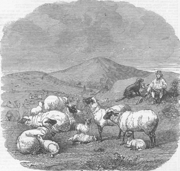 Associate Product SHEEP. sheep, antique print, 1858