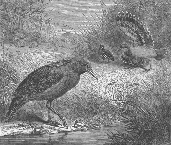 Associate Product BIRDS. Australian bird, Kagu(Rhinochetus Jubatus), antique print, 1863