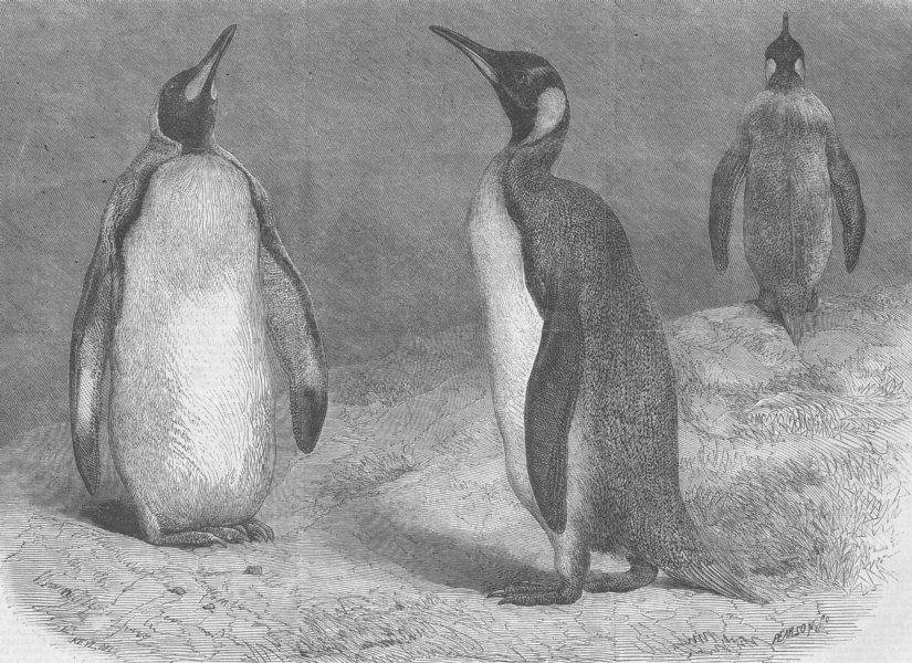 Associate Product BIRDS. London Zoo. The Royal Penguin, antique print, 1865