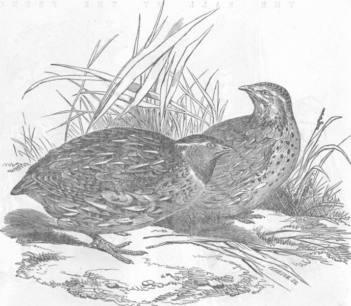 Associate Product BIRDS. European quails, antique print, 1854