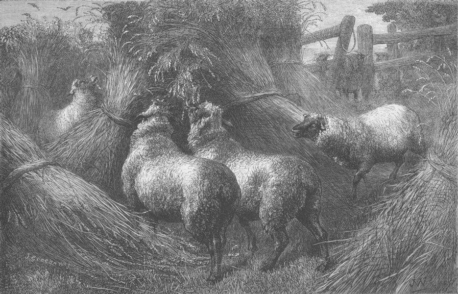 Associate Product SHEEP. Forbidden fruit, antique print, 1867