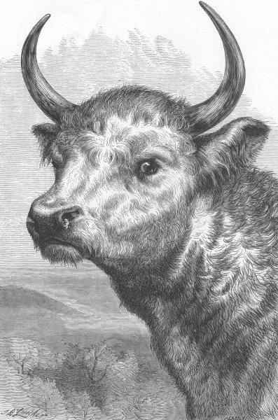 Associate Product BULLS. Chillingham Wild Bull, Prince of Wales, antique print, 1872