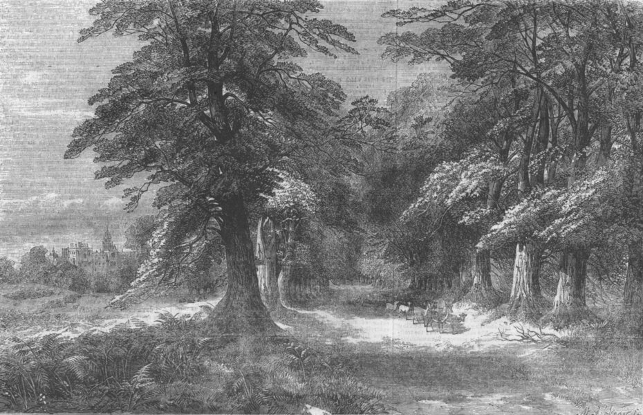 Associate Product HERTS. An Avenue in Hatfield Park, antique print, 1855