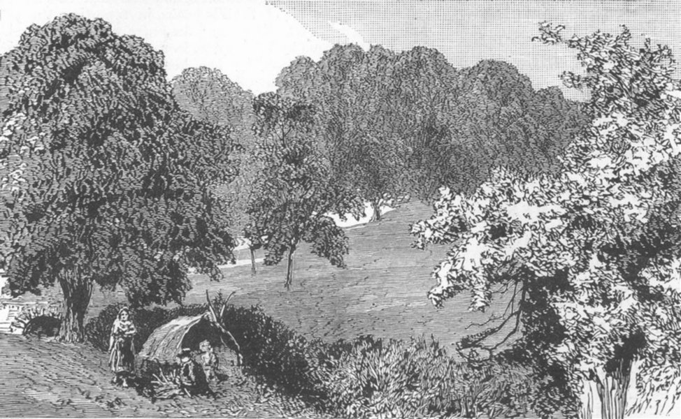 Associate Product HAMPSTEAD HEATH. Trees behind Viaduct, antique print, 1887