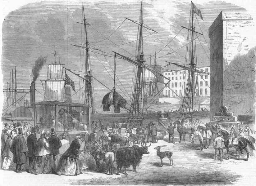 Associate Product LONDON. Shipping animals, docklands, antique print, 1864
