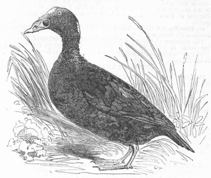 Associate Product BIRDS. Gt-Billed or Surf-Scoter, Musselburgh Bay, antique print, 1852