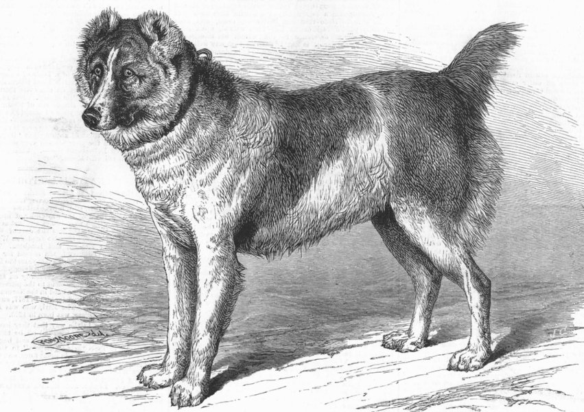 Associate Product DOGS. Shere Alli, Afghan Mastiff, Birmingham Dog show, antique print, 1879
