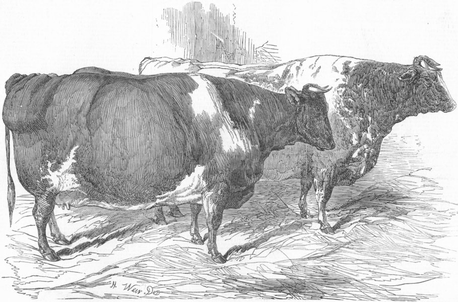 Associate Product COWS. short-horned cow-& Ox, antique print, 1849