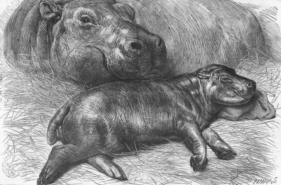Associate Product ANIMALS. Baby Hippo, zoo, antique print, 1871