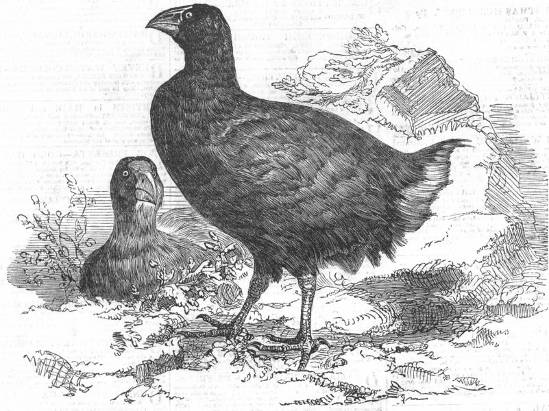 Associate Product BIRDS. Moho. Or Notornis Mantelli from New Zealand, antique print, 1853