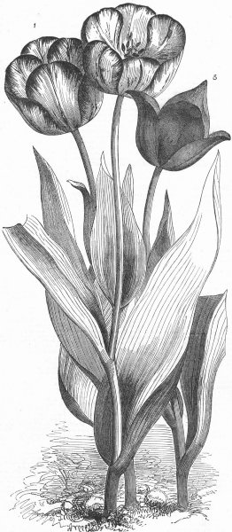 Associate Product TULIPS. Seedling; Feathered Bizard; Levant Tulip, antique print, 1851