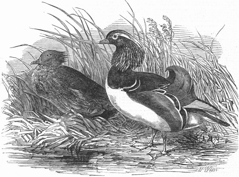 Associate Product BIRDS. Mandarin Ducks, antique print, 1851
