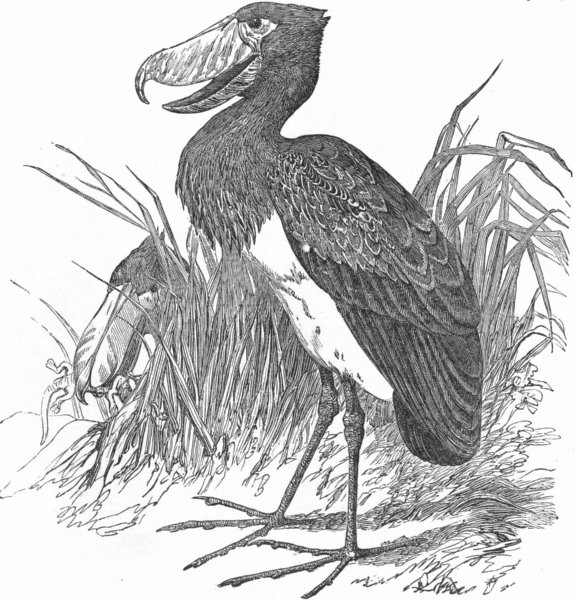 SUDAN. New bird-(Balaeniceps Rex), from White Nile, antique print, 1851
