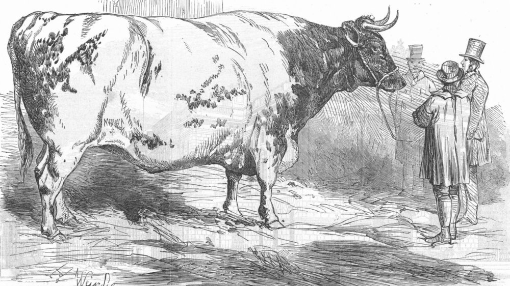 Associate Product OXEN. Harry Verney's huge short-horned ox, antique print, 1853