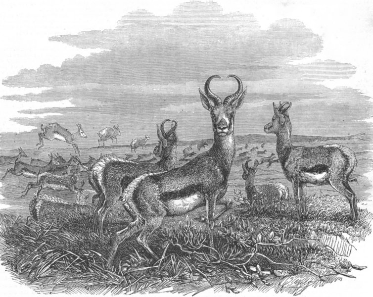 Associate Product ANIMALS. Xhosa War. Herd of spring-boks, antique print, 1853