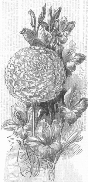 Associate Product FLOWERS. Prize Dahlia, antique print, 1853