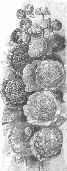 Associate Product FLOWERS. Prize Hollyhock, antique print, 1853