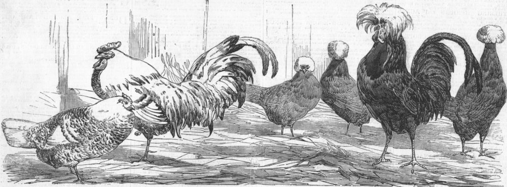 BIRDS. Silver-spangled Hamburg, Poland fowls, antique print, 1850