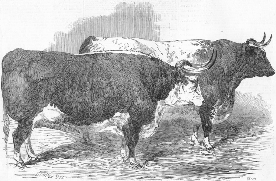 Associate Product OXEN. Prize Oxen, antique print, 1850