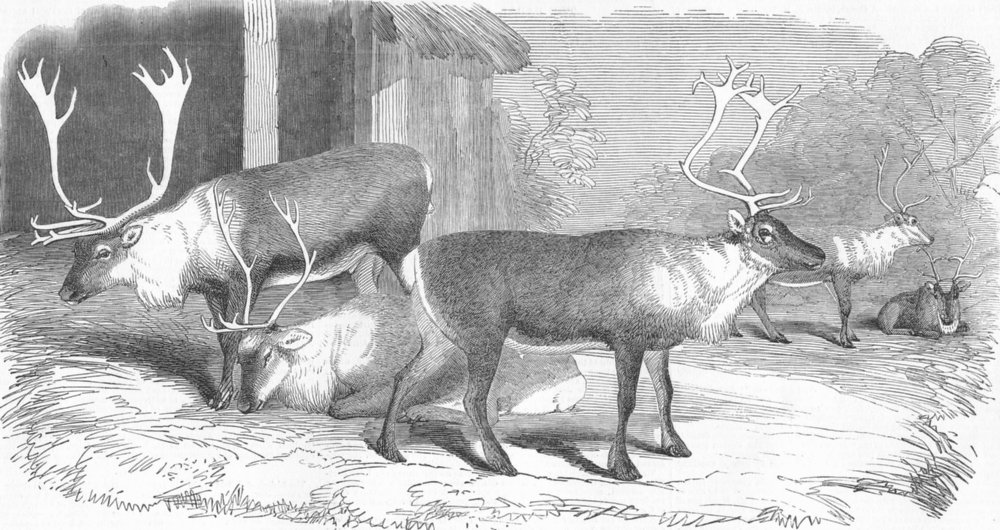 ANIMALS. Reindeer, antique print, 1850