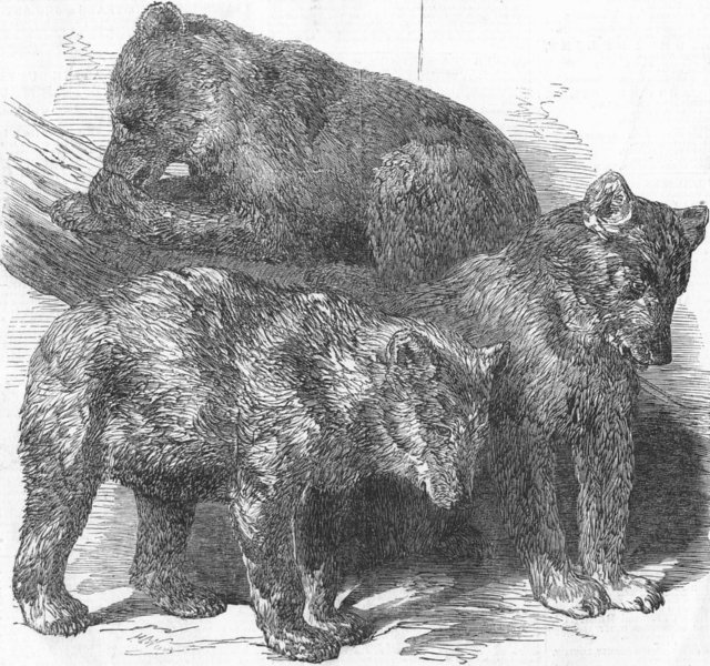 ANIMALS. Grisly Bears, antique print, 1850