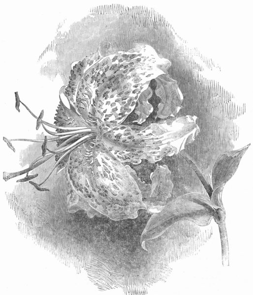 Associate Product FINE ARTS. Lilium Lancifolium Rubrum, antique print, 1850