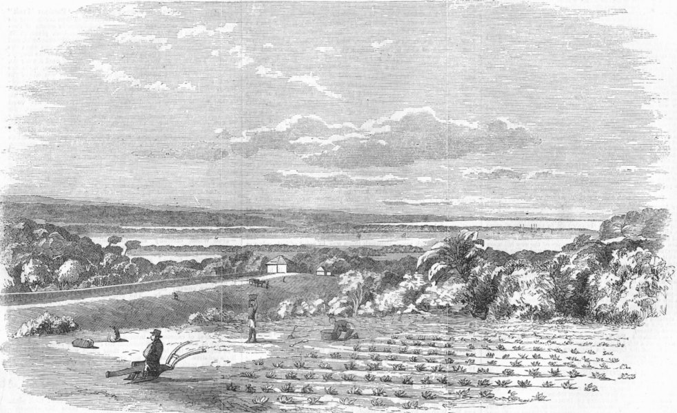 Associate Product DURBAN. Cultivation of Arrow-Root, Port Natal. ground, antique print, 1858