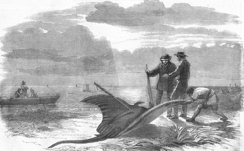 Associate Product SOUTH CAROLINA. Chasing devil-fish. Victory, antique print, 1858