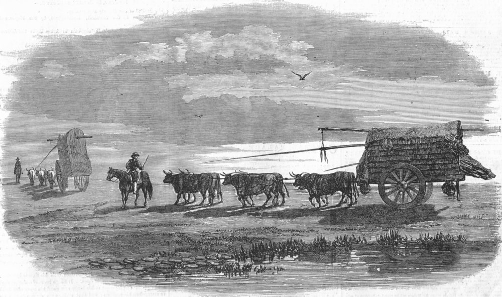 Associate Product ARGENTINA. Buenos Aires. Ox-Carts traversing Pampas, antique print, 1858