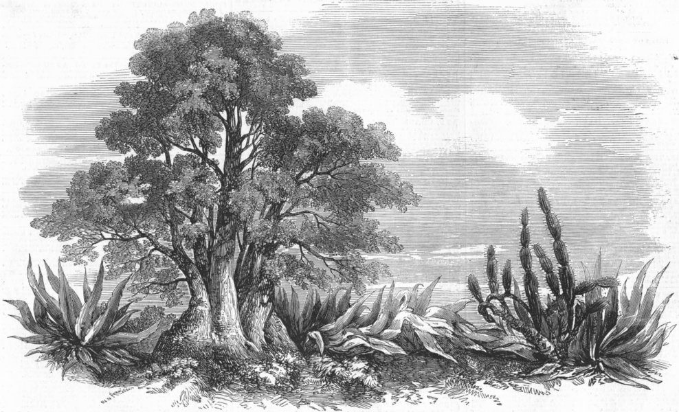 Associate Product ARGENTINA. Buenos Aires. Hedge Row , antique print, 1858