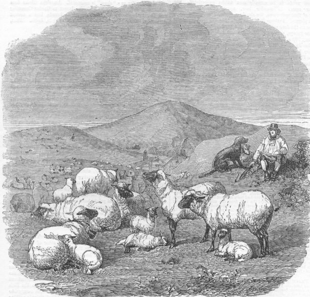 Associate Product FARMING. Sheep, antique print, 1858