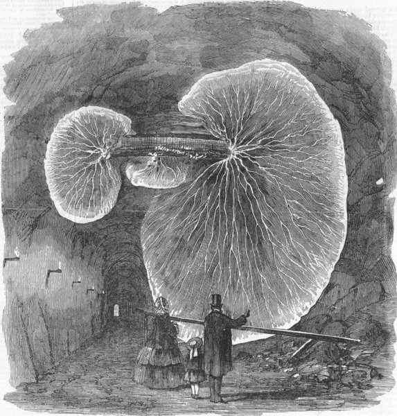 YORKS. Gt fungus, tunnel Doncaster, antique print, 1858