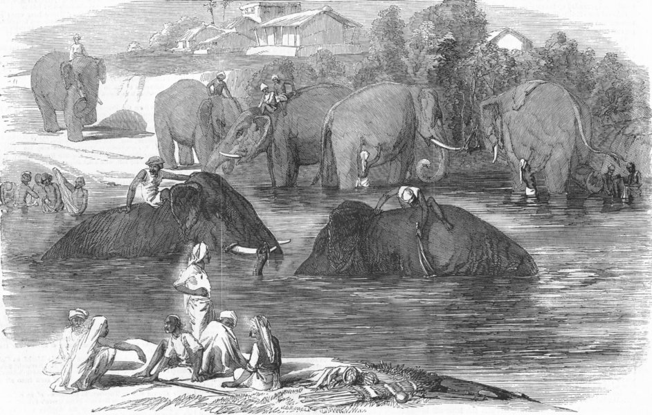 Associate Product INDIA. Mutiny. Elephant-Washing, antique print, 1858