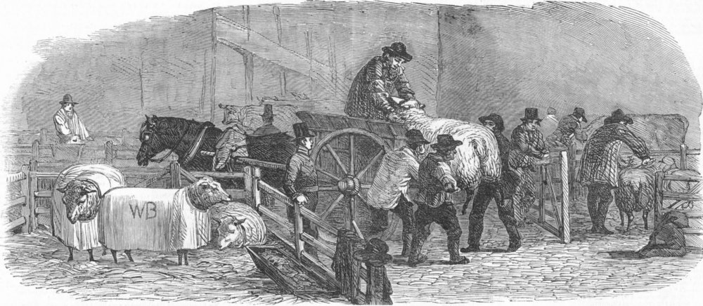 Associate Product MARKETS. Uncarting sheep, antique print, 1849