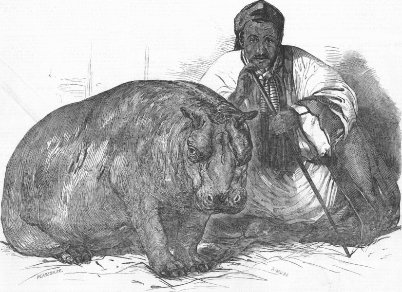 Associate Product ANIMALS. London Zoo. Hippo, Gdns of Regent's Park, antique print, 1850