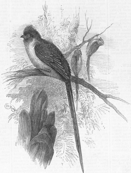 Associate Product BIRDS. London Zoo. African Chestnut-backed Coly, antique print, 1876