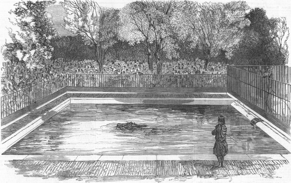 Associate Product ANIMALS. London Zoo. Hippo, his new bath , antique print, 1851